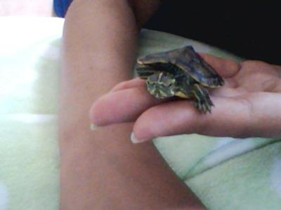 My Turtle