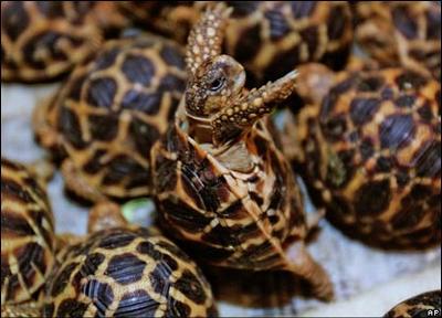 Indian Star Tortoises