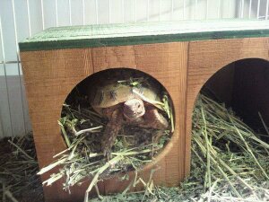 greek tortoise