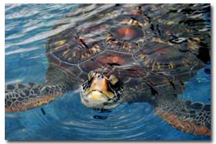 The sea turtle spoke to Urashima Taro