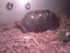 Cherry Head Tortoise