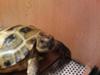 Marcel the horsfield tortoise