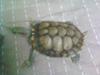chiness tortoise