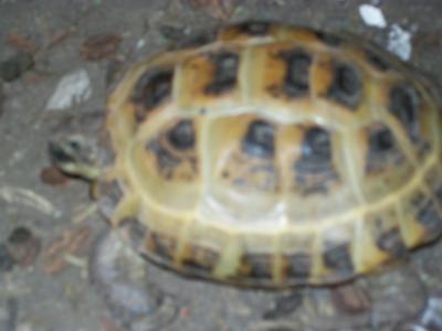 My tortoise 