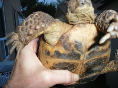 swollen tortoise leg