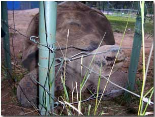 Galapagos tortoise in the Western Plains Zoo at the fence looking for attention