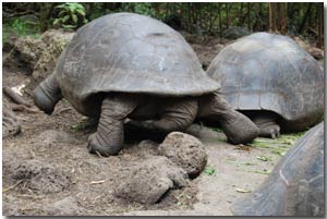 A male tortoise's tail