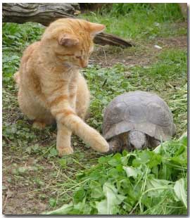 tortoise with cat
