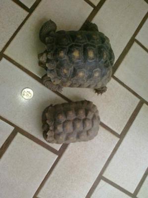 desert tortoises