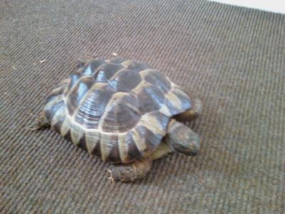 MY SPUR THIGH TORTOISE