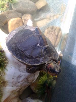 my turtle when it was alive.