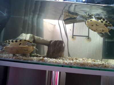 turtle tank