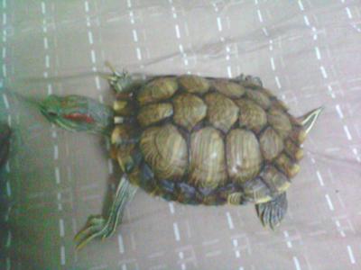 chiness tortoise