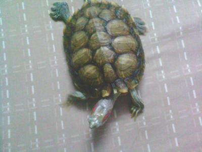 chiness tortoise1