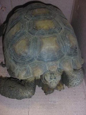 Which tortoise is this?