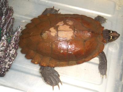 What is this turtle or terrapin?