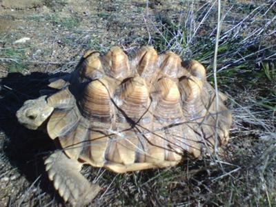 What tortoise is this?