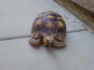 Which kind of tortoise is this?