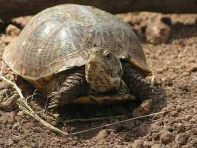 What kind of tortoise is this?