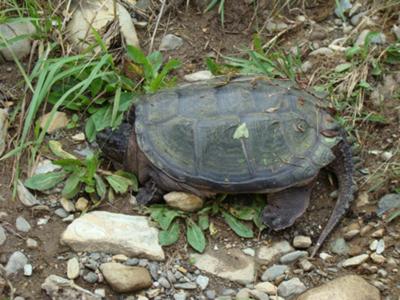 What kind of chelonian is this?