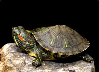 I found the picture on the interrnet. but its the same type of turtle as i have.