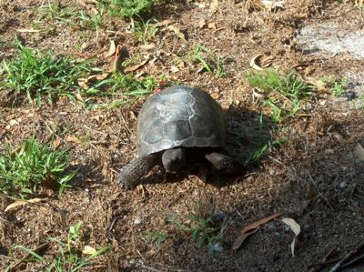 What Kind Of Tortoise Is This?