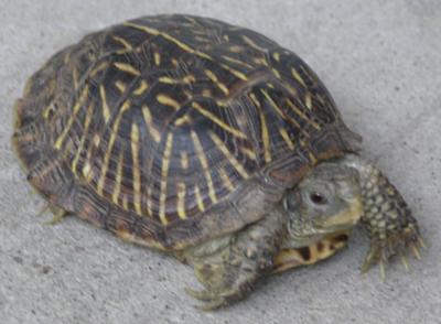 What type of tortoise is this?