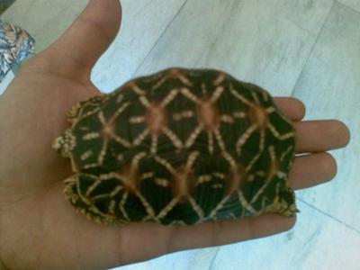 Indian Star Tortoise