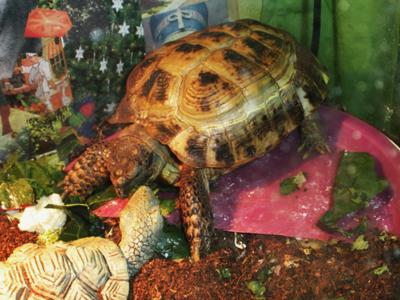 Russian Tortoise