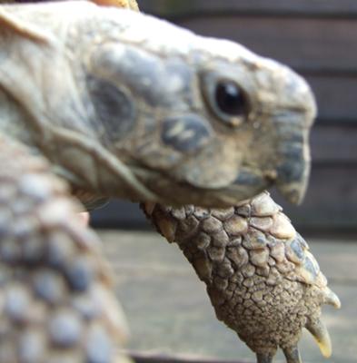 what type of tortoise is this?