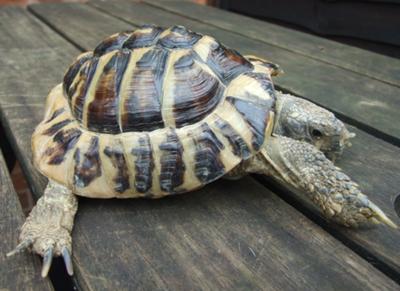 What type of tortoise is this?