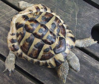 what type of tortoise is this?