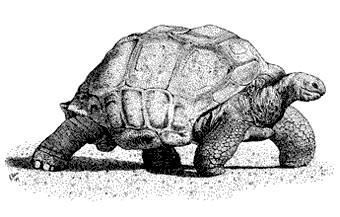 Aldabra Tortoise by Roger Hall