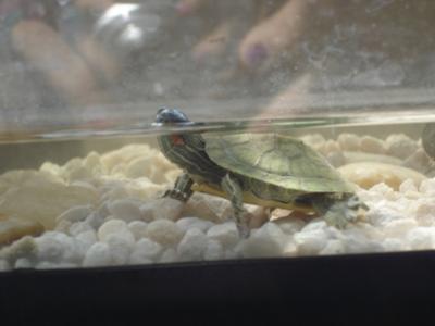 one of the red eared slider turtles