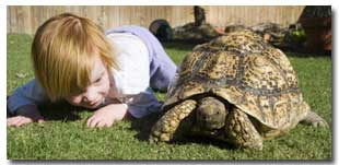 baby asks tortoise questions