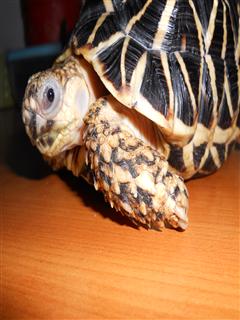 Does this tortoise have an eye infection?