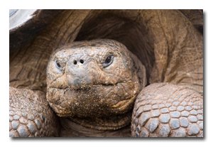 a Galapagos tortoise looks you straight in the eye.