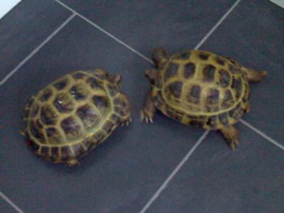 horsfield tortoises