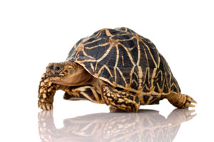 Indian starred tortoise whose shell is the shape of a Gomboc
