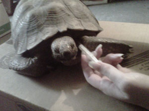 how to give a tortoise an injection
