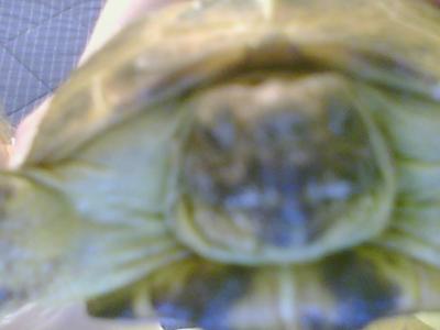 see the white stuff aroun his mouth..