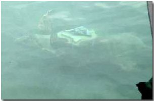 It's hard to see a loggerhead turtle under water