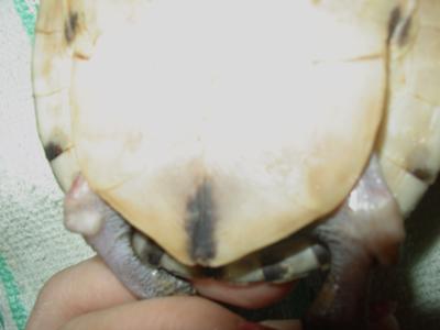 both of her back leg, the lump is actually a bit reddish both of her back leg, the lump is actually a bit reddish