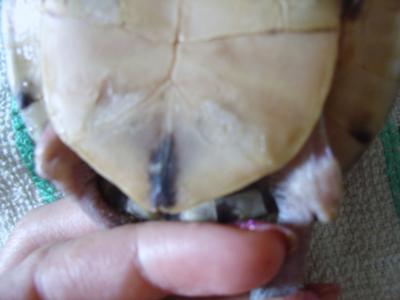 her back legs, and the lumps her back legs, and the lumps