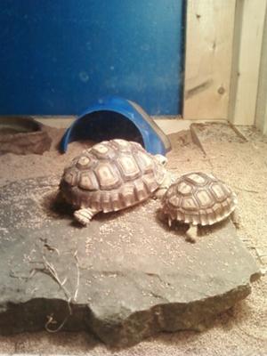 Here are my two Sulcatas, Maxwell and Mandy