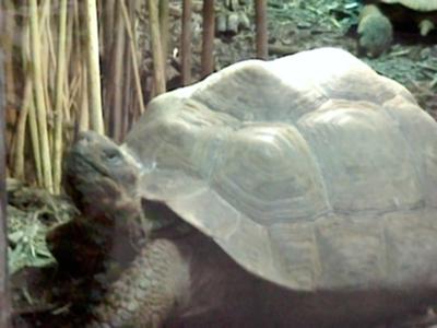 tortoise