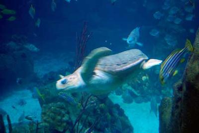 Snorkel the Leatherback Turtle