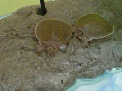 Mo and Stang (Mowat Mustang of Mowat Middle School)