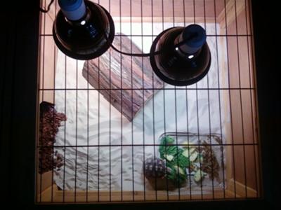 Spur thigh tortoise flips over Spur thigh tortoise flips over