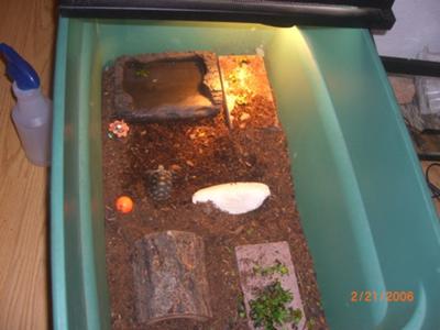 Top Left: Fogger Pit. Top Right:Basking Spot.